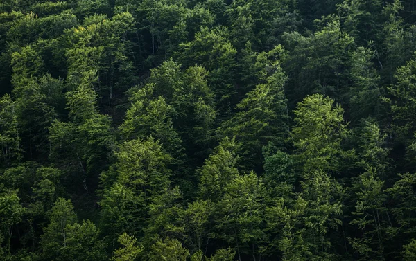 Hintergrund Wald — Stockfoto