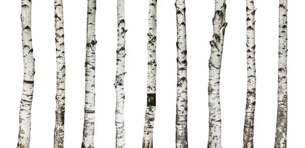 Березовые стволы изолированы на белом фоне — стоковое фото