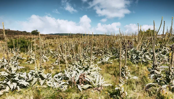 Great Mullein - Verbascum thapsus — Stock Photo, Image