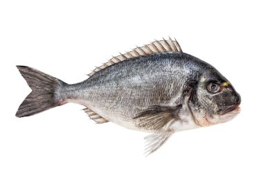 Beyaz arka planda, kırpma yolu da dahil, yaldızlı başlık veya dorada balığı izole