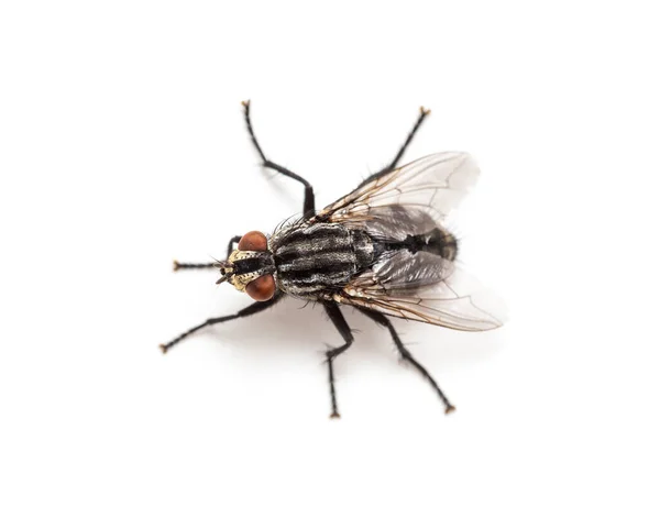 Volar Aislado Sobre Fondo Blanco Insecto Cerca — Foto de Stock