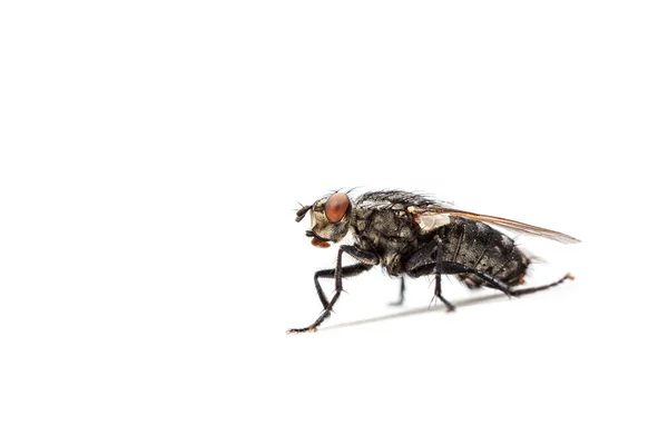 Volar Aislado Sobre Fondo Blanco Insecto Cerca — Foto de Stock