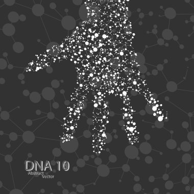 el şeklinde moleküler yapısı