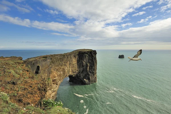 Bird over Dyrholaey sea rock arch, Islândia — Fotografia de Stock