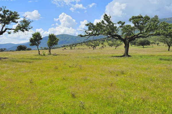 Typiska landskapet i Extremadura (Spanien) — Stockfoto