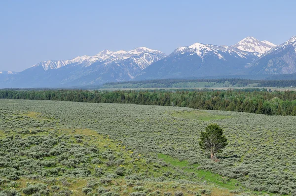 Valley at the Yellowstone — Stock Photo, Image