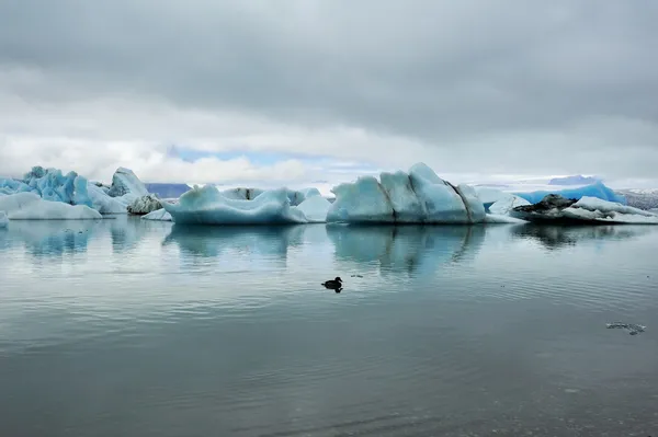 Un pájaro flotando en el lago Glaciar Jokulsarlon, Islandia —  Fotos de Stock