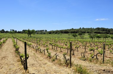 Baharda sarmaşık bitkilerin