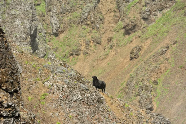 Moutons noirs à la montagne — Photo