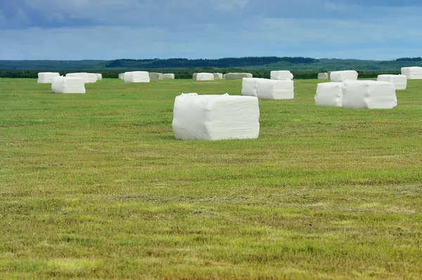 Cubic rolled silage bales in the meadow — Stock Photo, Image