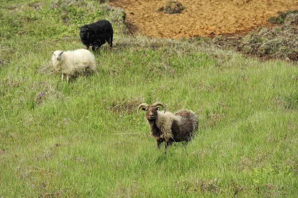 Koyunları, dağlar — Stok fotoğraf