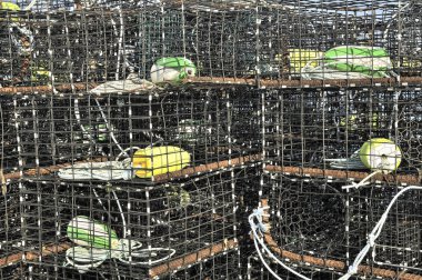 sonra balık ağları