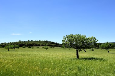Yeşil growe ve çayır