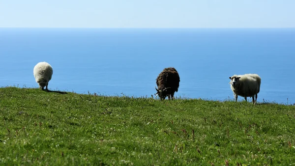 Sheeps at Iceland — Stock Photo, Image