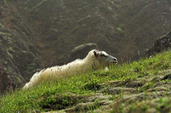 Sheep at the mountains — Stock Photo, Image