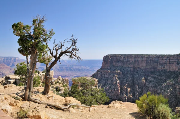 View at the Grand Canyon — Stock Photo, Image