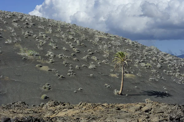 Palmowe drzewo w wulkanicznej góry w pobliżu Parku Narodowego timanfaya, lanza — Zdjęcie stockowe