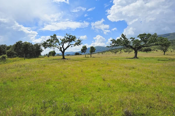 Typische Landschaft der extremadura (spanien) — Stockfoto