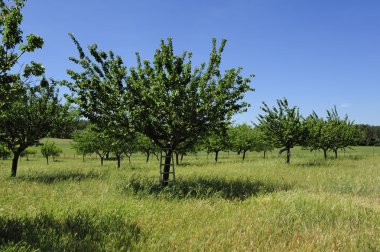 Yeşil ağaçlık ve çim