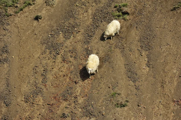 在山的羊 — 图库照片