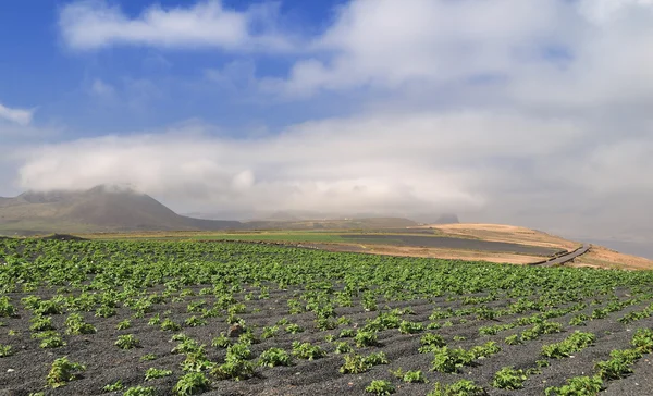 Campo de batata na areia vulcânica preta — Fotografia de Stock