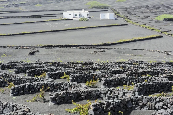 Paredes rocosas de viñedos en La Geria Valley, Lanzarote Island, Ca —  Fotos de Stock