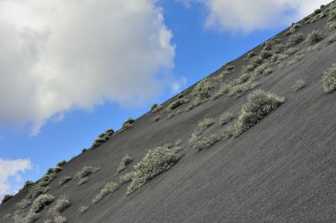 bitkiler üzerinde siyah volkanik kum timanfaya Milli Park, lanzarote, Kanarya Adaları, İspanya