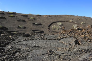 Bitkiler volkanik Hill timanfaya Milli Parkı, lanzarote 's
