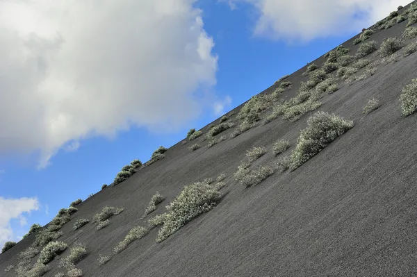 Plantas em areia vulcânica preta no Parque Nacional de Timanfaya, Lanzarote, Ilhas Canárias, Espanha — Fotografia de Stock