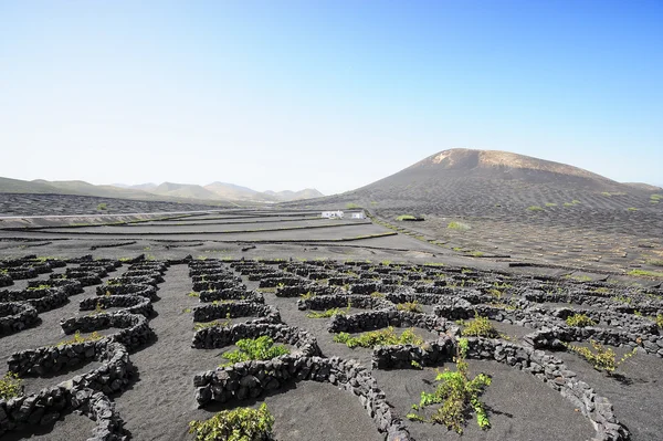 La geria údolí, lanzarote island, Kanárské ostrovy, Španělsko — Stock fotografie