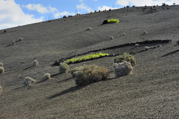 A fekete vulkanikus hegy Timanfaya Nemzeti Park, Lanzar növények — Stock Fotó