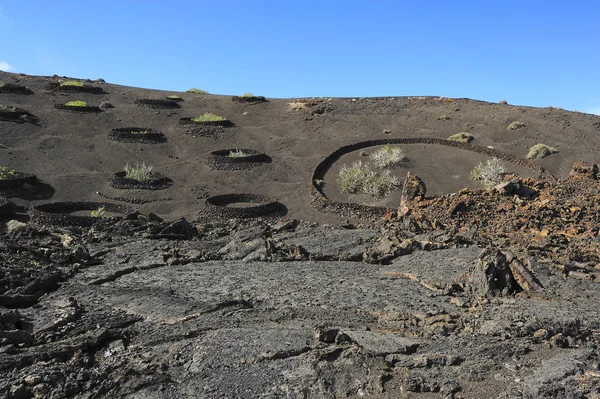 Plants on volcanic hill at Timanfaya National Park, Lanzarote Is — Stock Photo, Image