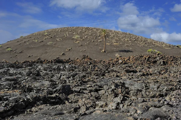 A vulkanikus hegy Timanfaya Nemzeti Park, Lanza pálmafa — Stock Fotó