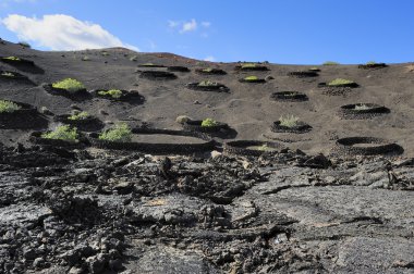 Bitkiler volkanik Hill timanfaya Milli Parkı, lanzarote 's