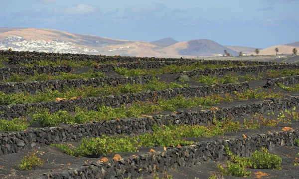 Vineyards at La Geria Valley, Lanzarote Island, Canary Islands, — Stock Photo, Image