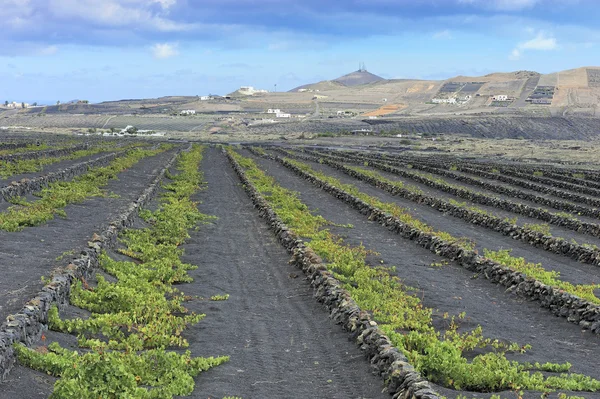 Winnice w dolinie la geria, wyspa lanzarote, Wyspy Kanaryjskie, — Zdjęcie stockowe