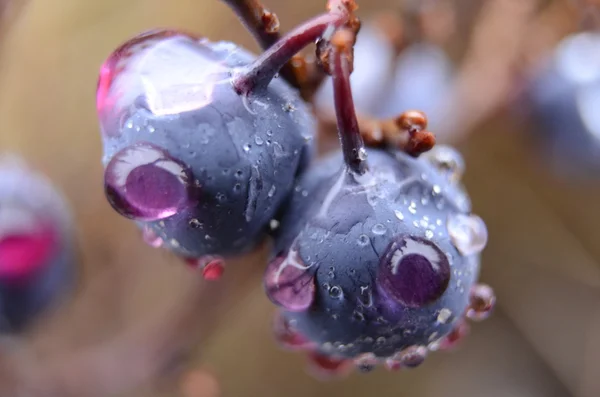 A blueberry slowly imploding due to the cold weather. — Stock Photo, Image