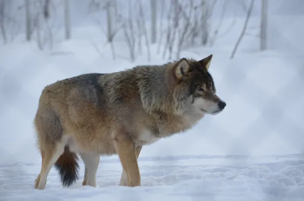 大きな悪いオオカミ — ストック写真