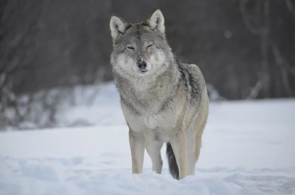 Случайный волк — стоковое фото