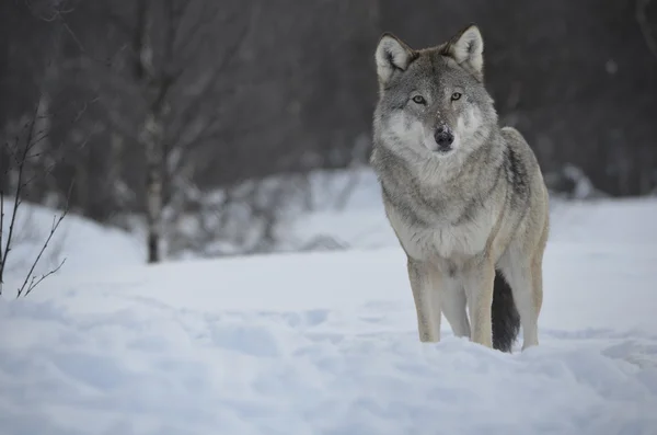 Casual wolf — Stockfoto