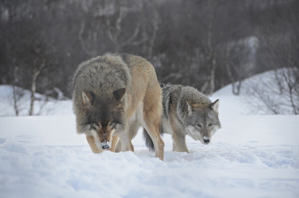 Пачка из двух
