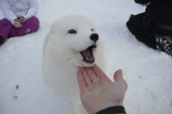 A raposa ártica Fotografia De Stock
