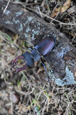 Olası bir arı kovanını çevreleyen bir grup böceğin yakın plan fotoğrafı.