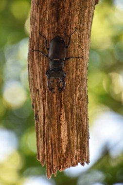 Olası bir arı kovanını çevreleyen bir grup böceğin yakın plan fotoğrafı.