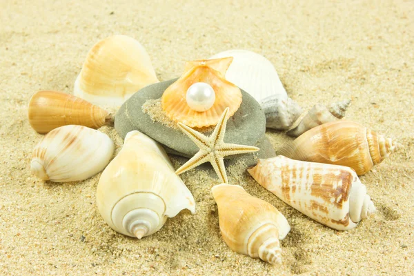 Ракушки, жемчуг, морская звезда на песке — стоковое фото