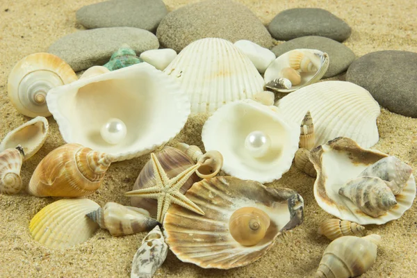 Conchas marinas, perlas, estrellas de mar sobre arena —  Fotos de Stock