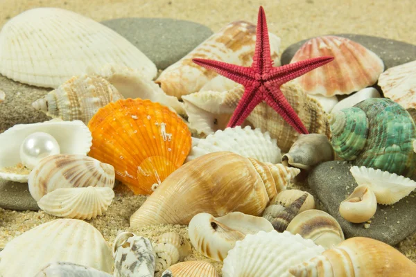 Muscheln, Perlen, Seesterne auf Sand — Stockfoto