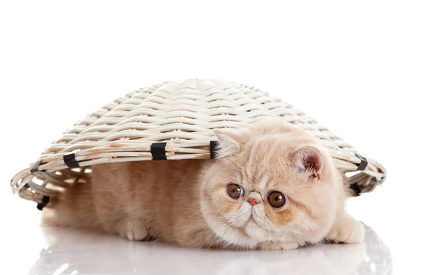 Persiano esotico gattino sotto cesto isolato — Foto Stock