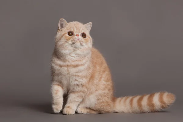 Gato sobre fondo gris —  Fotos de Stock