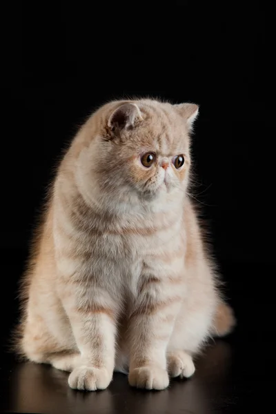 검은 바탕에 이국적인 페르시아 고양이 — 스톡 사진